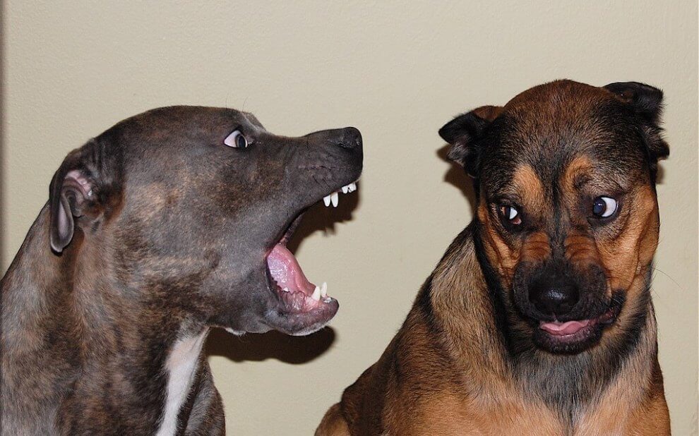 Streitende Hunde